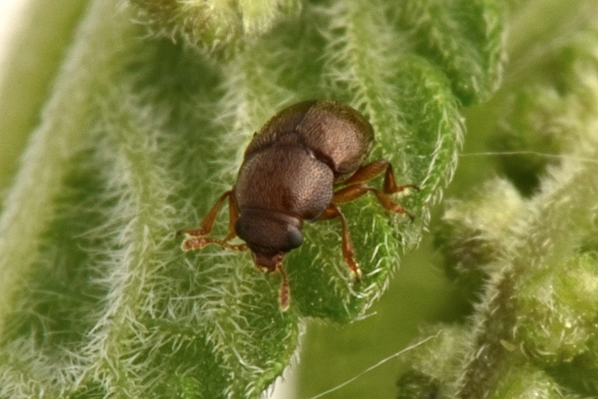 Kateretidae: Brachypterus sp? No, Heterhelus sp.